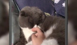 猫咪短视频下载,短视频带你领略猫咪魅力瞬间